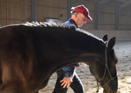 consinion GmbH setzt beim Coaching auf Pferde als Co-Trainer
